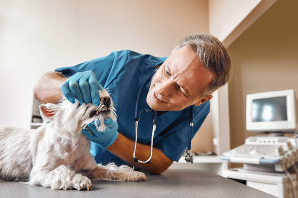 Best 24-Hour Emergency Dentist in Lexico, CA